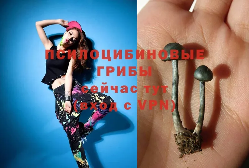 Псилоцибиновые грибы Psilocybe  где продают   Будённовск 